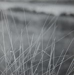 Grasses I; Prather, Winter; 1968; 1981:0025:0013