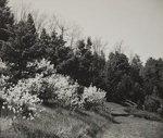 Untitled [Bushes]; Keiper, Elisabeth; ca. 1940s; 1978:0117:0003