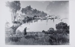 Untitled [Trees and reflection]; Laughlin, Clarence John; ca. 1940s; 2011:0019:0030