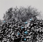 Morning Glory Tenet; Jones, Harold; 1968; 1973:0011:0001