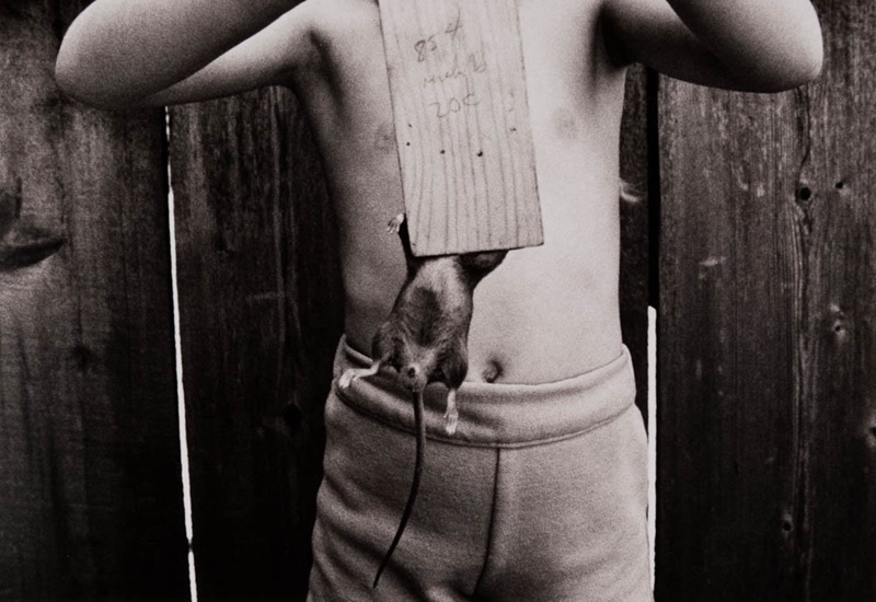 Untitled [Boy holding rat]; Evans, Ron; 1977; 2000:0115:0004 | eHive