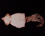 III. CUTTLEFISH (Rossia mastigophora); Frampton, Hollis; 1982; 1986:0018:0005