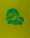 Untitled [Cactus]; Pfahl, John; 1974; 1974:0069:0017