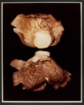 VII. OYSTER SHELL (Pleurotus ostreatus); Frampton, Hollis; 1982; 1986:0018:0009
