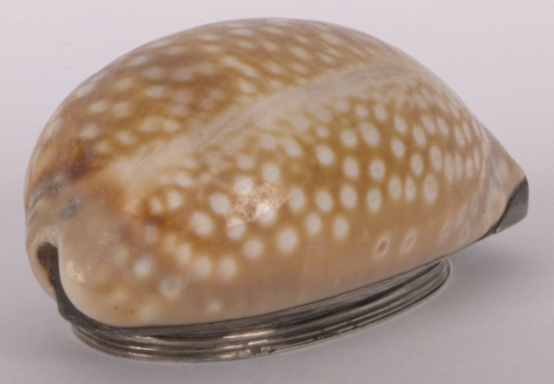 Snuff Box Sea Shells Cowrie Shell Snuff Box; 1830s; 1337 | eHive