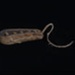 Flail Joint; STMEA:A.831