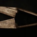 Sheep Shears ; STMEA:81.A.79.1.1
