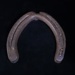 Horse Shoe; STMEA:A.1258