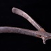 Pig ringer; STMEA:A.3297