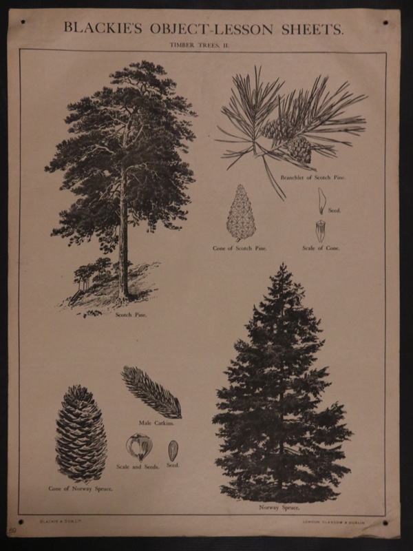 Lesson Sheet No. 69 - Timber Trees II; STMEA:2008-7.69 | eHive