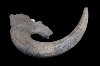 Horn; STMEA:A.2613