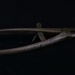 Castrating clamp; Arnold & Sons; STMEA:81.A.57.2