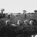 Photograph, Horse-drawn Potato Spinners; STMEA:76.P.25