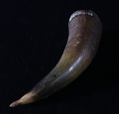 Cow Horn Drencher; STMEA:2018-118