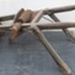 Seed drill (roots); STMEA:B.361