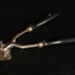Horse clippers; 1887; STMEA:82.A.41.1