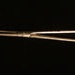 Bitch forceps; 1939; STMEA:A.4096