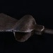 Pole Axe; STMEA:A.1432