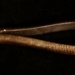 Dog's Tooth Forceps; STMEA:A.4088