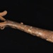Bull Holder; STMEA:2003-80