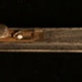 Forceps; STMEA:A.4732