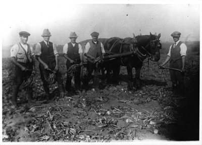 Photograph, Five men lifting sugar beet; STMEA:SPS.6443