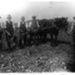 Photograph, Five men lifting sugar beet; STMEA:SPS.6443