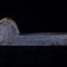 Fleam; Bacon; STMEA:A.1714