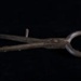 Sugar cutters; STMEA:A.1841