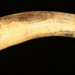 Drenching Horn; STMEA:A.3685