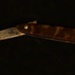 Abcess Knife; Arnold & Sons; STMEA:A.4728