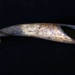 Drenching Horn; STMEA:A.943 Drenching Horn; STMEA:A.943
