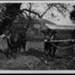 Photograph, young red poll cows, both haltered ; STMEA:2018-245