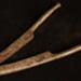 Castrators; STMEA:A.3292