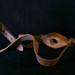 Cattle Gag ; STMEA:B.491