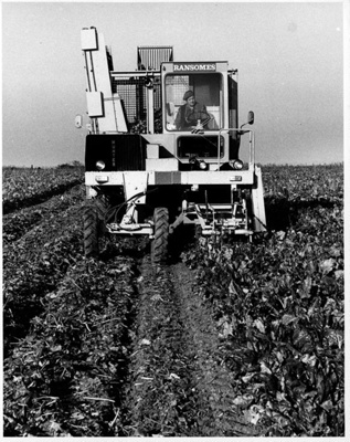 Photograph, sugar beet harvester; STMEA:75.P.344.5