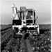 Photograph, sugar beet harvester; STMEA:75.P.344.5