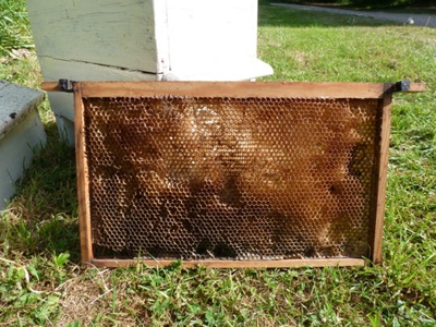 Nucleus hive; 1940s - 1950s; STMEA:A.5650