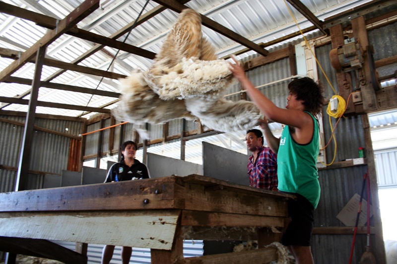 Roustabout throwing fleece onto wool table at Abbotsford shearing shed