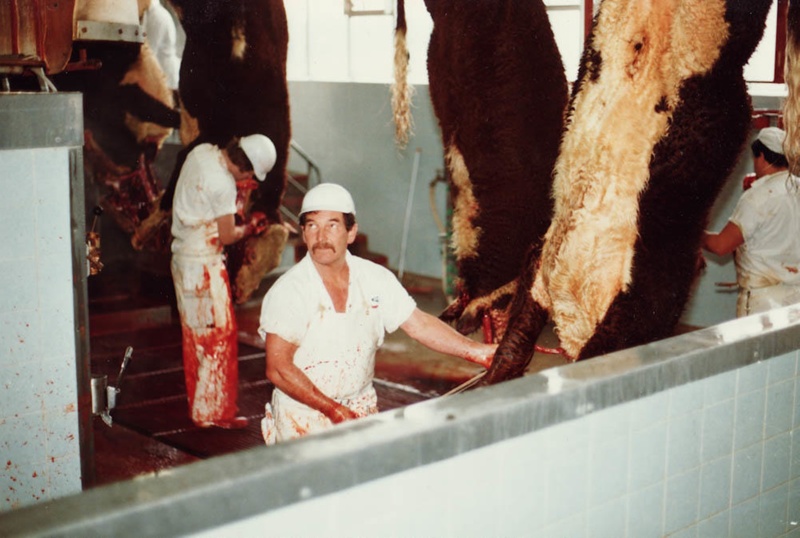 Beef slaughter essays 08 image