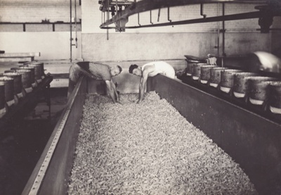 Photograph, 11 of 19, Mataura Dairy Factory Album [Cheese Making,Turning Curds]; unknown photographer; 1927; MT2012.139.11