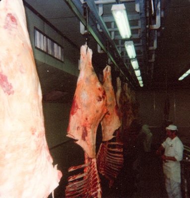 Photograph [Beef Boning Chain, Mataura Freezing Works]; Green,Trevor; 1978; MT2013.2.12