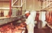 Photograph [Trimming Meat, Mataura Freezing Works]; Green,Trevor; 03.04.1981; MT2013.3.38
