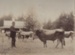Photograph [Alfred Quertier's, Guernsey Park prize-winning Jersey Bull, Mataura]; Gerstenkorn, Karl Andreas (Invercargill); 1891; MT2011.185.386