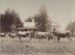 Photograph [Quertier's Guernsey Park prize-winning cows, Mataura]; Gerstenkorn, Karl Andreas (Invercargill); 1891; MT2011.185.383