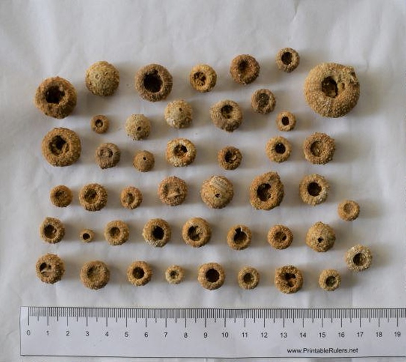 Echinoid; Salenia personata; Faringdon area, Oxfordshire; ABGCH1980.