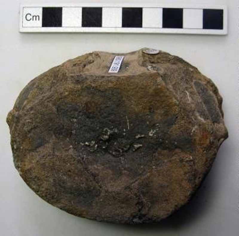 Plesiosaur bone ; Plesiosaur; Field reservoir excavation, SSE of Oday ...