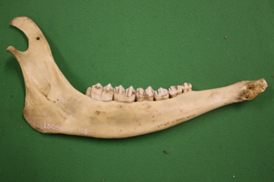 Jaw bone, left side only. Fallow deer. Incisors missing. Suitable for ...