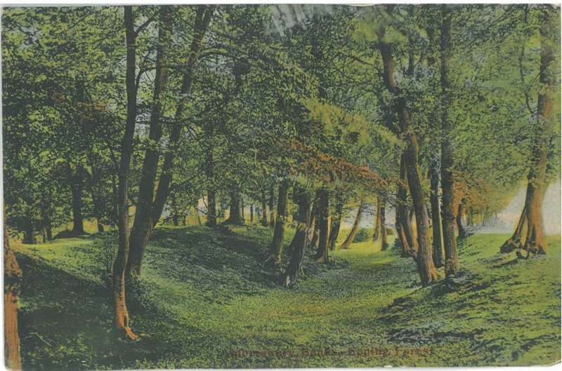 Postcard. Photograph. Colour. 'Amesbury Banks. Epping Forest.'; LDQEH