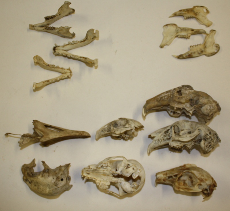 A collection of animal bones including skulls, jawbones and other bones of  a fox... | eHive